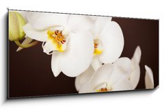 Obraz 1D panorama - 120 x 50 cm F_AB20241888 - Beautiful orchid on brown background