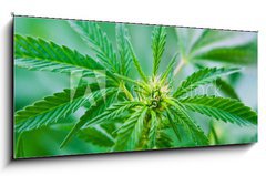 Skleněný obraz 1D panorama - 120 x 50 cm F_AB20463346 - Cannabis - Konopí