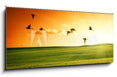 Sklenn obraz 1D panorama - 120 x 50 cm F_AB20504008 - field of grass and flying birds - pole trvy a ltajcch ptk