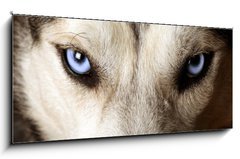 Sklenn obraz 1D panorama - 120 x 50 cm F_AB20504751 - Close view of blue eyes of an Husky or Eskimo dog.