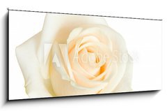 Sklenn obraz 1D panorama - 120 x 50 cm F_AB2079431 - white rose isolated