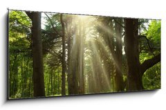 Sklenn obraz 1D panorama - 120 x 50 cm F_AB20949064 - Sunlight trough cedars path at Cheverny Chateau park. France - Slunen svtlo po cedrsk cest v zmeckm parku Cheverny. Francie