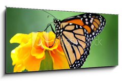 Obraz   monarch butterfly, 120 x 50 cm