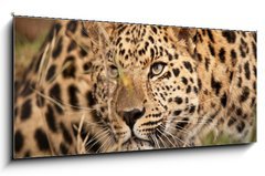 Obraz 1D panorama - 120 x 50 cm F_AB21374937 - Leopard Hunting