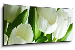 Sklenn obraz 1D panorama - 120 x 50 cm F_AB21581948 - White Tulips - Bl tulipny