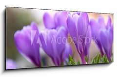 Sklenn obraz 1D panorama - 120 x 50 cm F_AB21779067 - Violet Crocuses in the garden