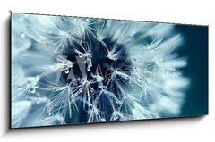 Sklenn obraz 1D panorama - 120 x 50 cm F_AB218536991 - Macro shot of dandelion with water drops - Makro snmek pampeliky kapkami vody