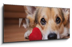 Obraz 1D panorama - 120 x 50 cm F_AB222488187 - A dog with a red heart. Valentine`s Day. - Pes s ervenm srdcem. Den svatho Valentna.