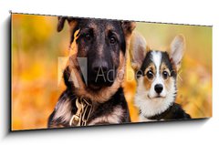Sklenn obraz 1D panorama - 120 x 50 cm F_AB230586450 - puppy german shepherd and welsh corgi in autumn leaves - nmeck ovk a welsh corgi v podzimn list