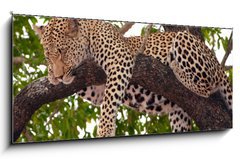 Obraz 1D panorama - 120 x 50 cm F_AB23087097 - Leopard sleeping on the tree - Leopard sp na stromu