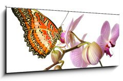 Sklenn obraz 1D panorama - 120 x 50 cm F_AB23343836 - Schmetterling 37