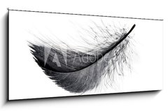 Obraz 1D panorama - 120 x 50 cm F_AB234006556 - Single black floating feather on white background.