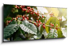 Skleněný obraz 1D panorama - 120 x 50 cm F_AB235909488 - Fresh coffee beans on bunch trees. - Čerstvá kávová zrna na parta.
