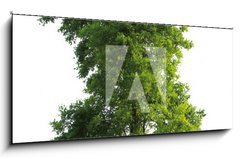 Sklenn obraz 1D panorama - 120 x 50 cm F_AB23591299 - Tree isolated