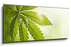 Skleněný obraz 1D panorama - 120 x 50 cm F_AB23639957 - Cannabis leaf - List konopí