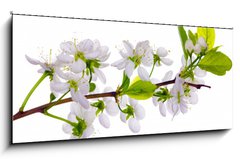 Sklenn obraz 1D panorama - 120 x 50 cm F_AB24127573 - white cherry blossom close-up - bl teov kvt zavt