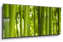Obraz 1D panorama - 120 x 50 cm F_AB24255297 - Bambus Bamboo 06