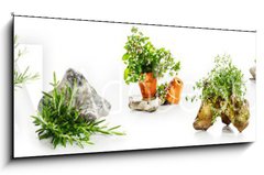 Obraz 1D panorama - 120 x 50 cm F_AB247543142 - Marjoram, oregano, rosemary garden herbs set - Majornka, oregano, rozmarnov zahradn byliny