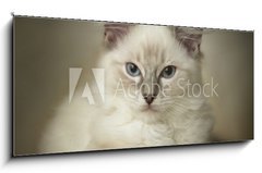 Sklenn obraz 1D panorama - 120 x 50 cm F_AB24974948 - 16 week old ragdoll kitten
