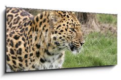 Obraz   leopard, 120 x 50 cm