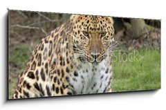 Sklenn obraz 1D panorama - 120 x 50 cm F_AB2526308 - focused leopard - zamen leopard