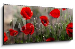 Obraz 1D panorama - 120 x 50 cm F_AB254517671 - Red poppy on green weeds field. Poppy flowers.Close up poppy head. red poppy. Papaver rhoeas
