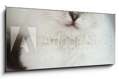 Sklenn obraz 1D panorama - 120 x 50 cm F_AB25561963 - 4 month old ragdoll kitten in colour - 4 msce star ragdoll kot v barv
