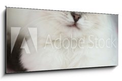 Obraz 1D panorama - 120 x 50 cm F_AB25561963 - 4 month old ragdoll kitten in colour - 4 msce star ragdoll kot v barv