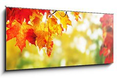 Sklenn obraz 1D panorama - 120 x 50 cm F_AB25605825 - beautiful colorful autumn  leaves in the park