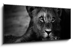 Obraz 1D panorama - 120 x 50 cm F_AB26051475 - Young lion portrait