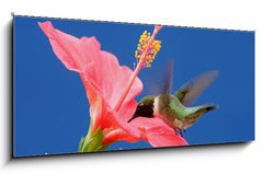 Sklenn obraz 1D panorama - 120 x 50 cm F_AB26098538 - Male Ruby-throated Hummingbird (archilochus colubris) - Musk Ruby