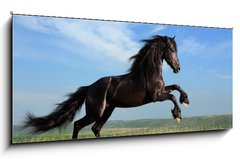 Obraz 1D panorama - 120 x 50 cm F_AB26473191 - beautiful black horse playing on the field