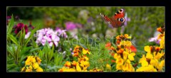 Skleněný obraz 1D - 120 x 50 cm F_AB270234629 - Schmetterling 578 - Motýl 578