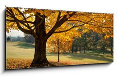 Obraz 1D panorama - 120 x 50 cm F_AB27306189 - Golden Fall Foliage Autumn Yellow Maple Tree on golf course