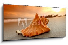 Obraz 1D panorama - 120 x 50 cm F_AB27383756 - shell