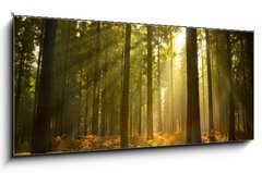 Obraz 1D panorama - 120 x 50 cm F_AB27621934 - Beautiful Forest