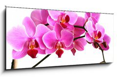 Sklenn obraz 1D panorama - 120 x 50 cm F_AB2768352 - pink orchid