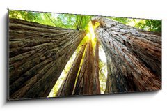 Obraz 1D panorama - 120 x 50 cm F_AB27791055 - Sequoya