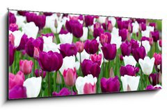 Obraz 1D panorama - 120 x 50 cm F_AB27832977 - tulipany