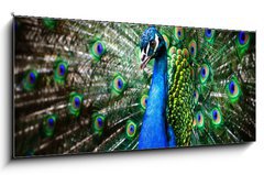 Sklenn obraz 1D panorama - 120 x 50 cm F_AB27836858 - Beautiful peacock - Krsn pv