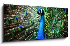 Obraz   Beautiful peacock, 120 x 50 cm