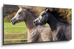 Sklenn obraz 1D panorama - 120 x 50 cm F_AB28472391 - Arabische Vollbl ter