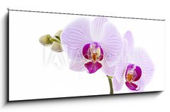 Obraz 1D panorama - 120 x 50 cm F_AB28589328 - Pink Orchid - Rov orchidej