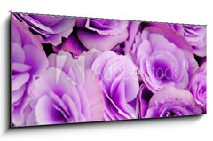 Sklenn obraz 1D panorama - 120 x 50 cm F_AB2932714 - flowers of the begonia