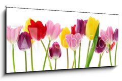 Skleněný obraz 1D panorama - 120 x 50 cm F_AB29490982 - Spring tulip flowers in a row - Jarní květiny tulipánů v řadě