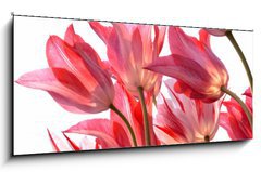 Sklenn obraz 1D - 120 x 50 cm F_AB29639860 - Beautiful tulips.