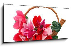 Obraz 1D panorama - 120 x 50 cm F_AB29677121 - Colourful cyclamen flowers in the basket