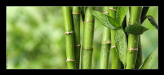 Skleněný obraz 1D panorama - 120 x 50 cm F_AB297248139 - Beautiful green bamboo stems on blurred background
