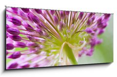 Obraz   allium, 120 x 50 cm