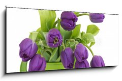 Sklenn obraz 1D panorama - 120 x 50 cm F_AB30636217 - bunch of violet tulips